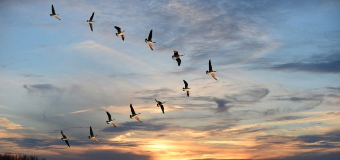 Перелетные птицы