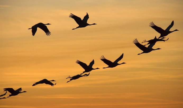 Журавлиное вече