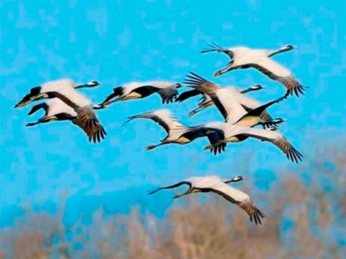 Журавль в Пермском крае