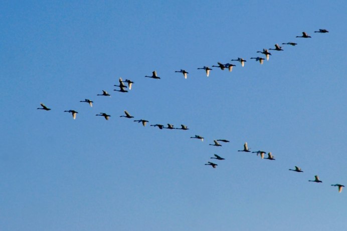 Журавли летят за Путиным 2016