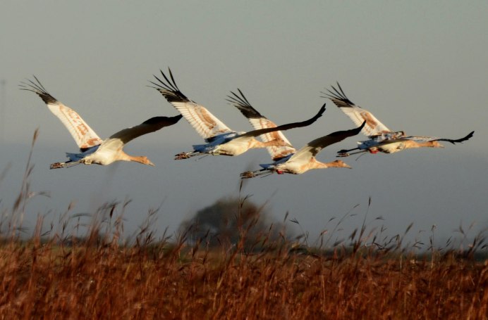 Караван журавлей