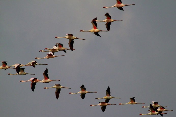 Пути миграции серого журавля