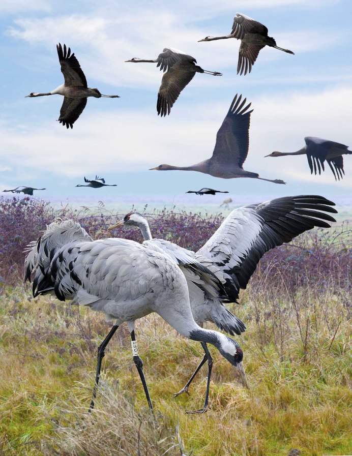 Улетающие птицы над лесом