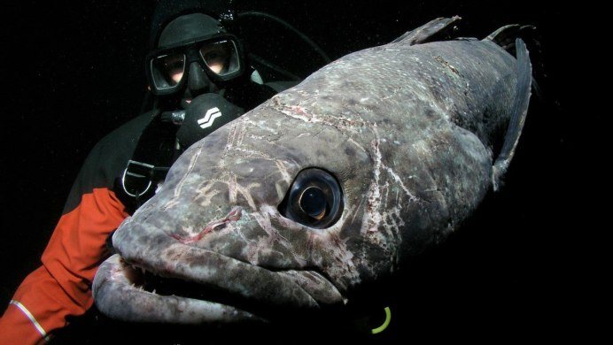Jonah's Icefish