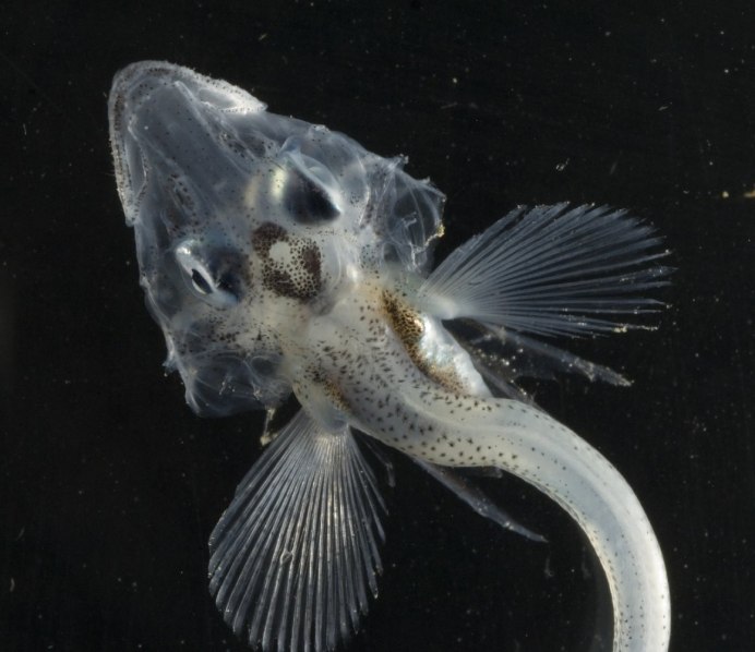 Chaenocephalus aceratus