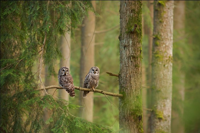 Птицы в лесу