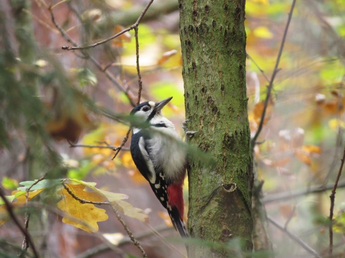 Птицы леса России