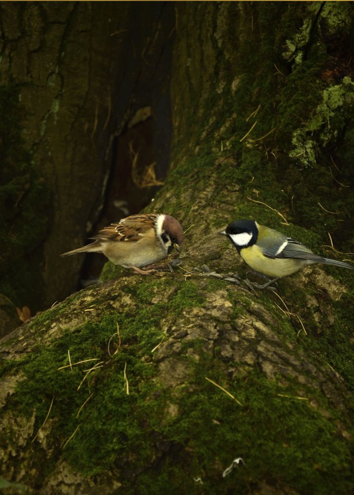 Природа лес птицы