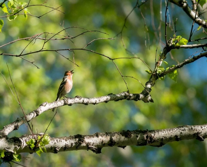 Птицы весеннего леса