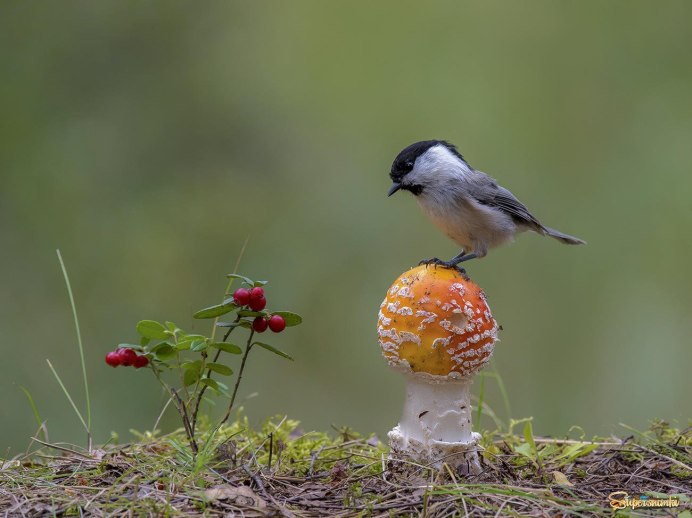 Природа птицы поздняя осень