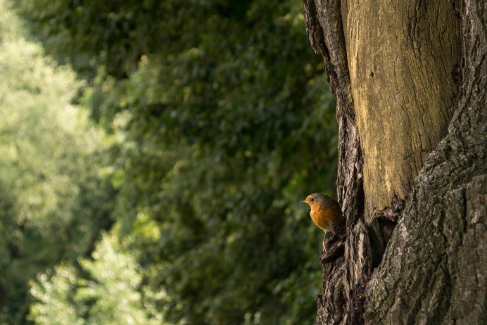 Птицы в лесу