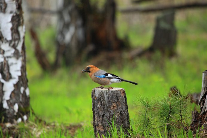Сойка в Красноярске