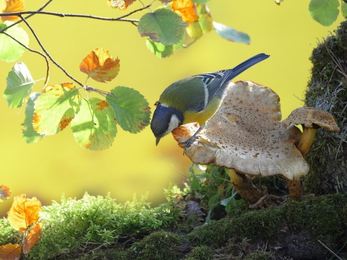 Осень птицы