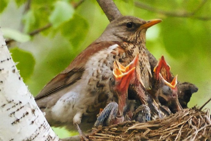 Птицы в лесу