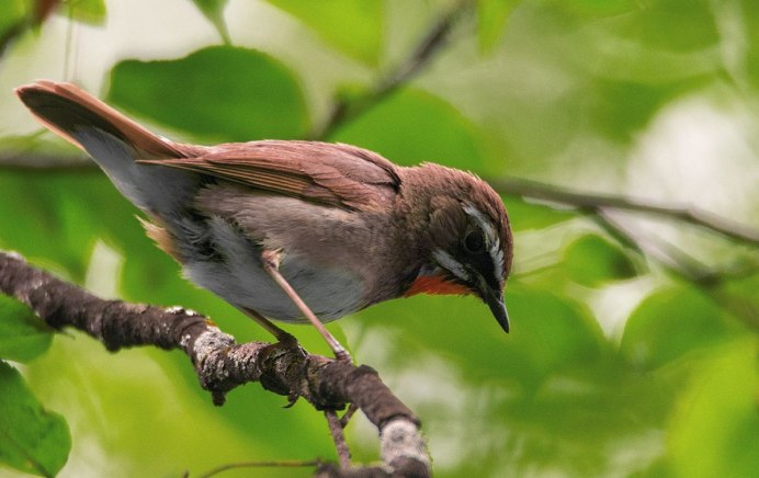 Мемные птицы