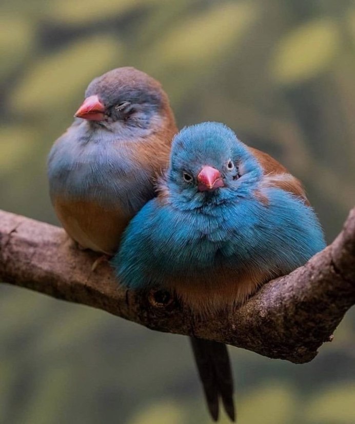 Несколько птиц