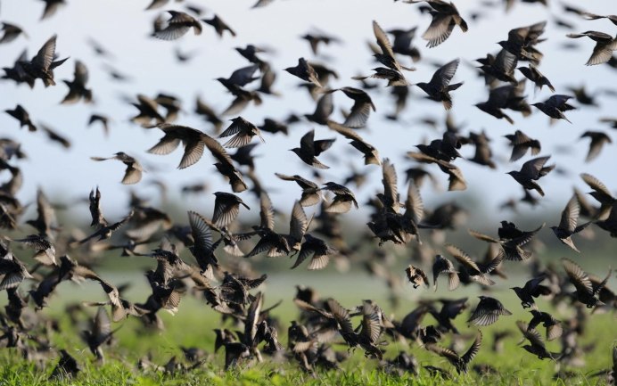 Стая разноцветных птиц