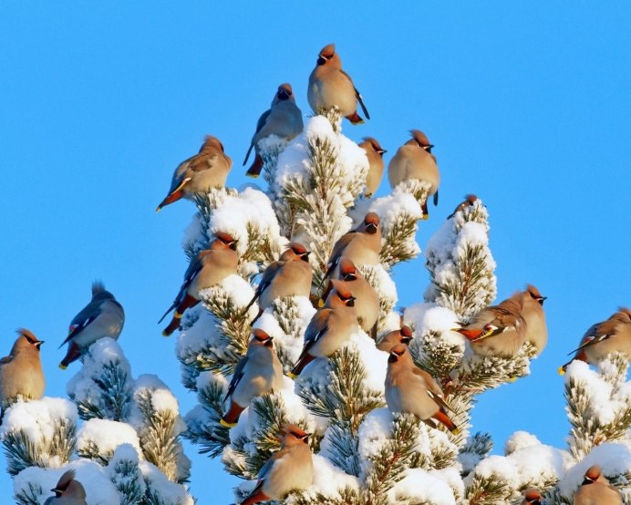 Миграция Дроздов