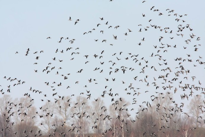 Много птиц в небе
