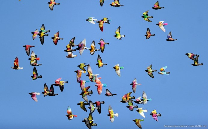 Разные птицы