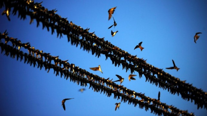 Стая светлогрудых Дроздов