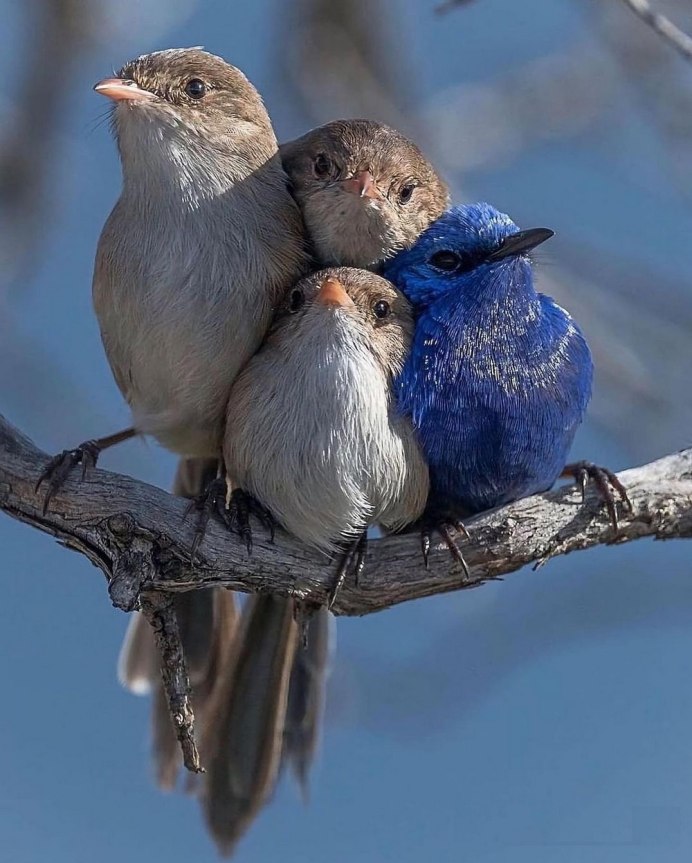 Две птицы на ветке