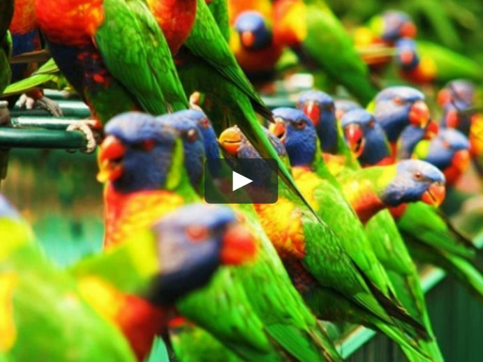 Птицы на дереве