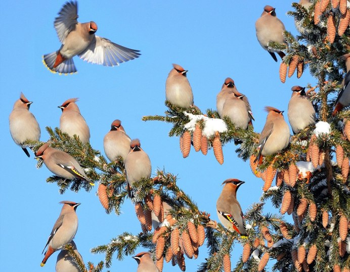 Голуби в городе