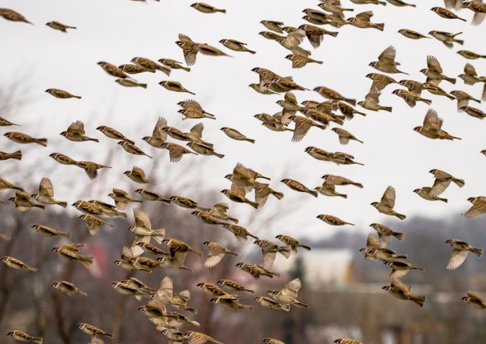 Хобби птица