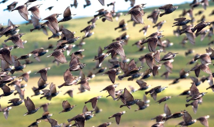 Птицы коллаж