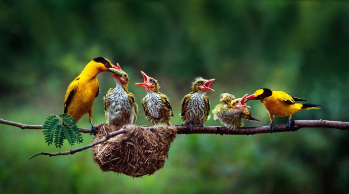 Множество птиц