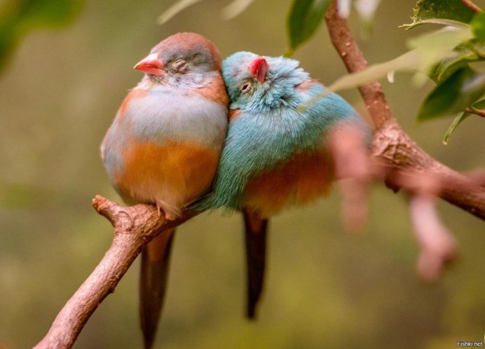 Синица Перелетная птица