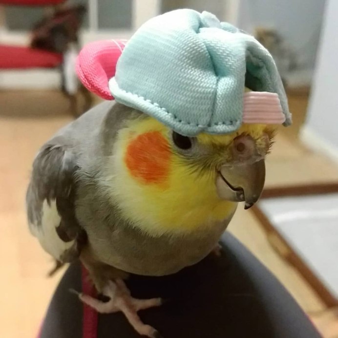Совиный попугай какапо