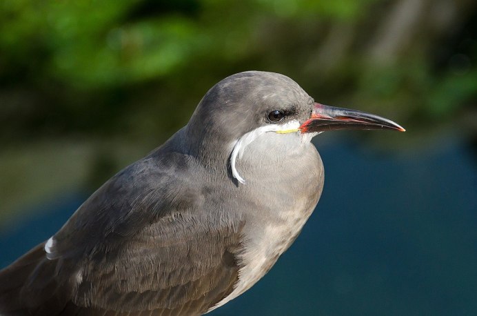 Turdus Merula группа