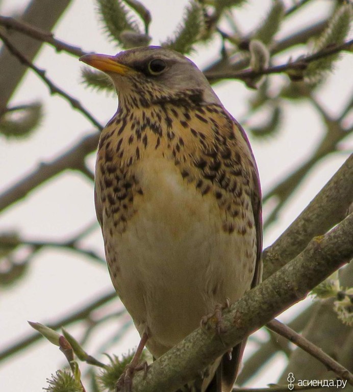Garrulus lanceolatus гималайская Сойка