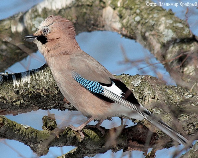 Большая коричневая птица