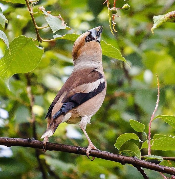 Поползень Зяблик