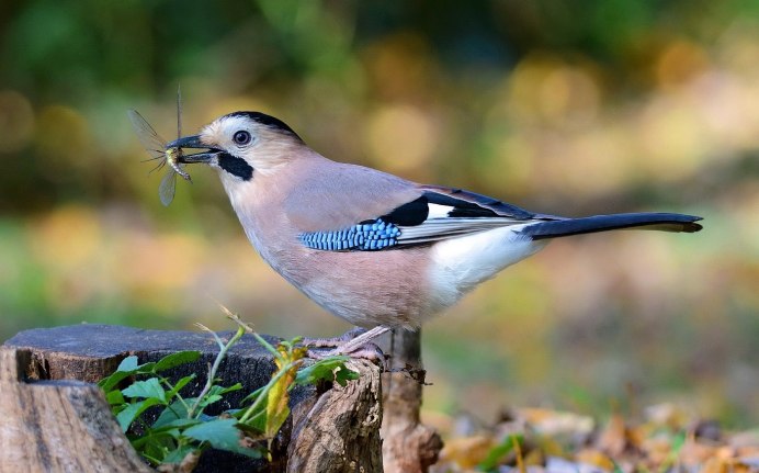 Горихвостка-Чернушка птенец