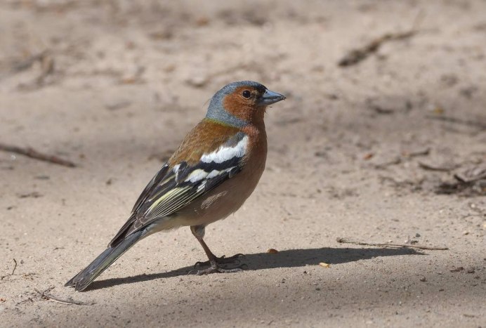 Певчие птицы среднего Поволжья