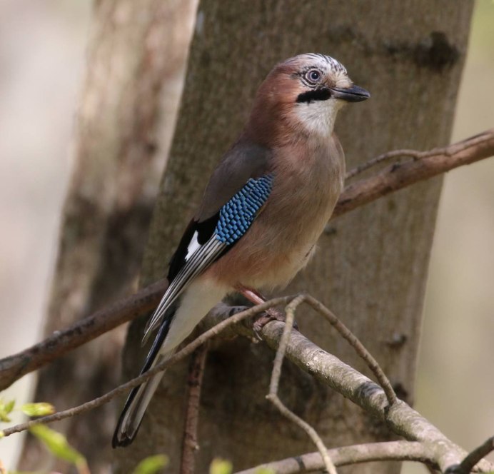 Сойка обыкновенная garrulus glandarius