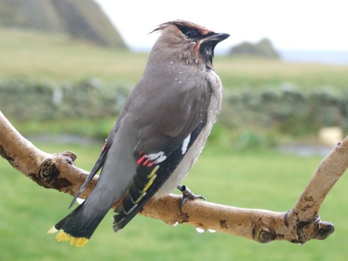 Большая коричневая птица в лесу