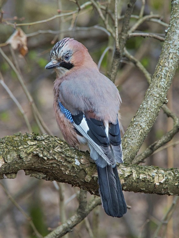 Сойка garrulus glandarius