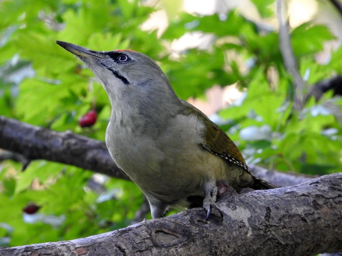 Дубонос обыкновенный птица