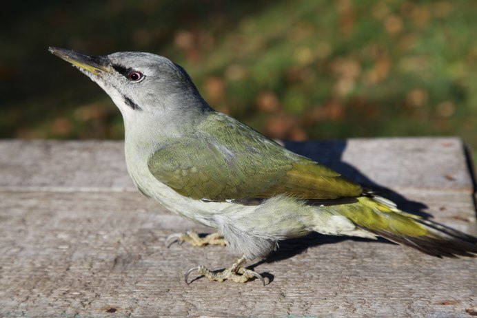 Малый подорлик. (Aquila pomarina Pall.)
