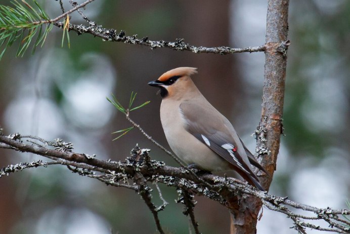 Птицы средней полосы России фото