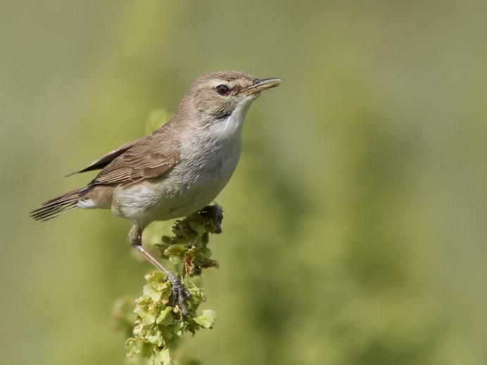 Сойка обыкновенная garrulus glandarius