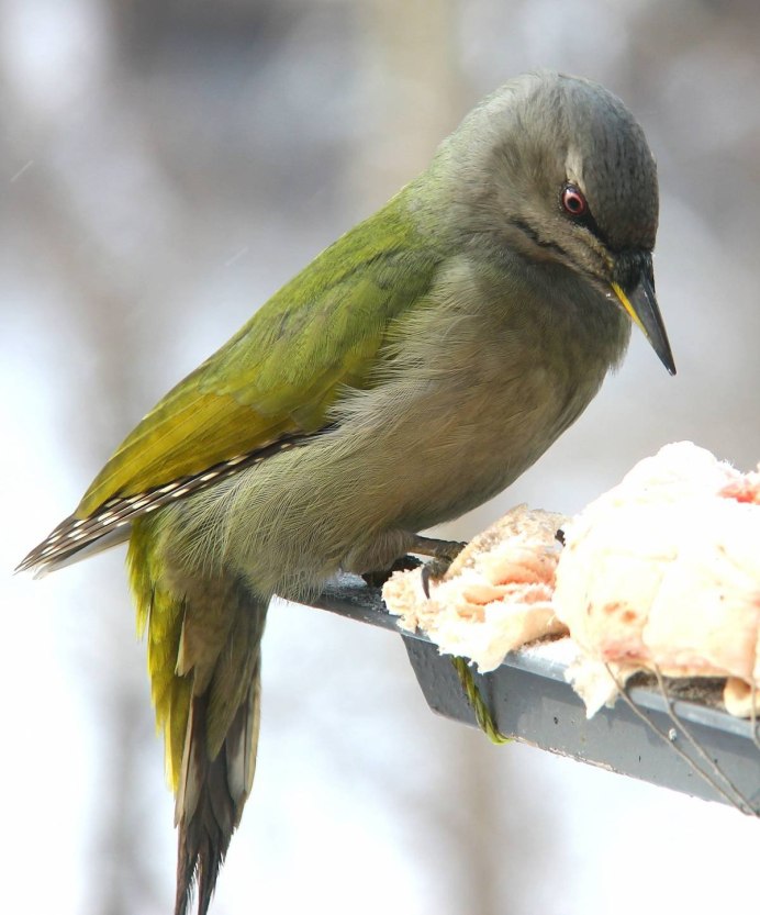 Зяблик самец