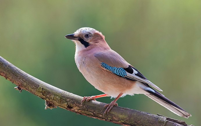 Дубонос в Сибири