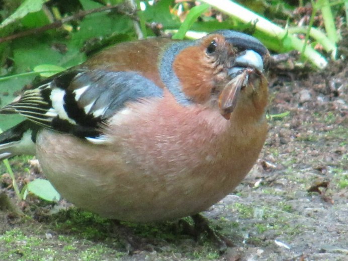 Турдус пиларис