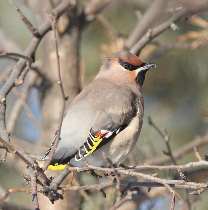 Семейство дятловых птиц